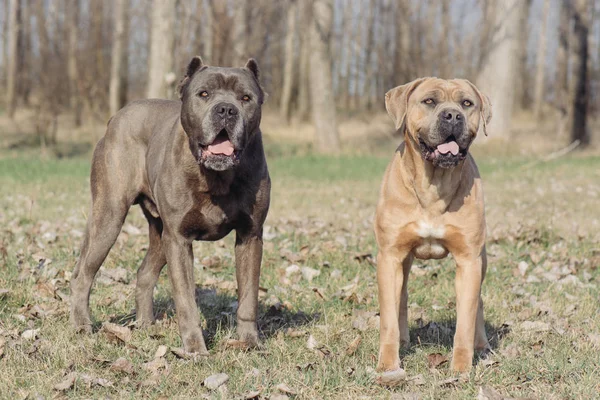 Två Cane Corso hund står utomhus — Stockfoto