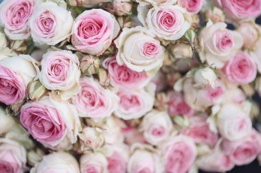 parlak pembe Gül arka plan