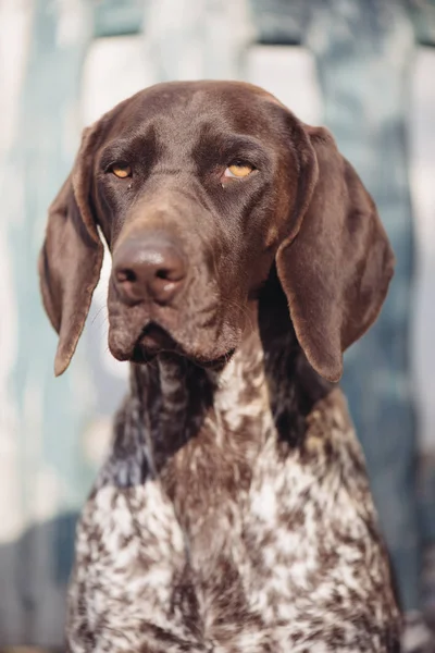 Dog portrait. German pointer dog in garden.