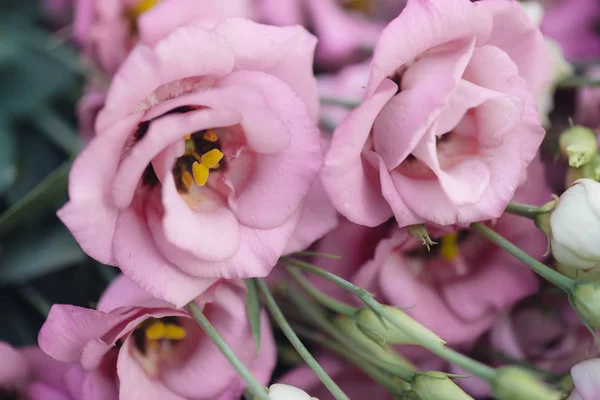 Lisianthus rosa decoración de flores . —  Fotos de Stock