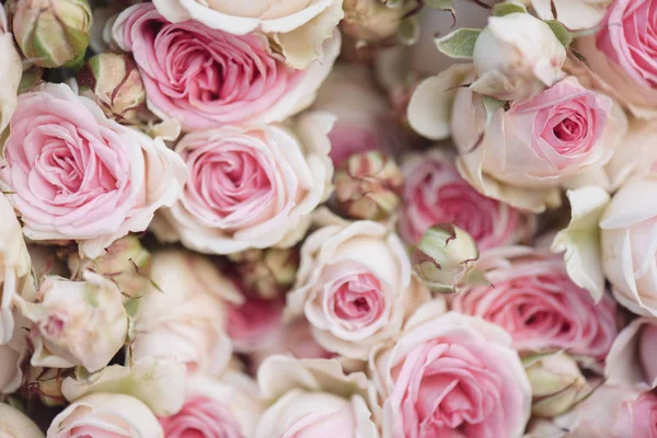 Rosas rosadas brillantes Fondo — Foto de Stock
