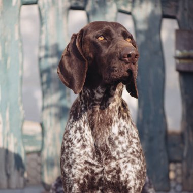 Köpek portre. Alman işaretçi köpek bahçe içinde.