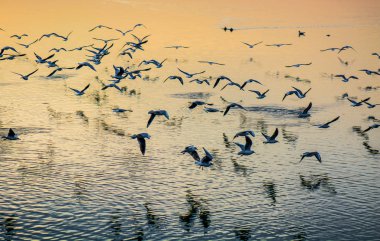 Gün batımında deniz üzerinde uçan martılar