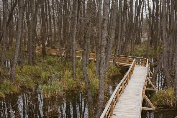 Misty Swamp. Mystique marais brumeux avec des arbres morts. Fnyes Tansvny, Tata, Hongrie . — Photo