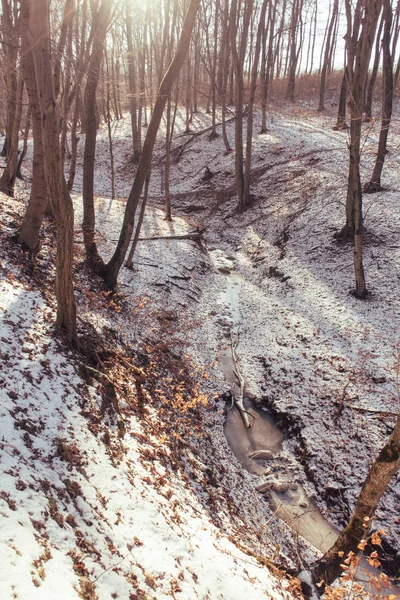 Puesta de sol en el bosque entre las cepas de los árboles en el período de invierno. — Foto de Stock