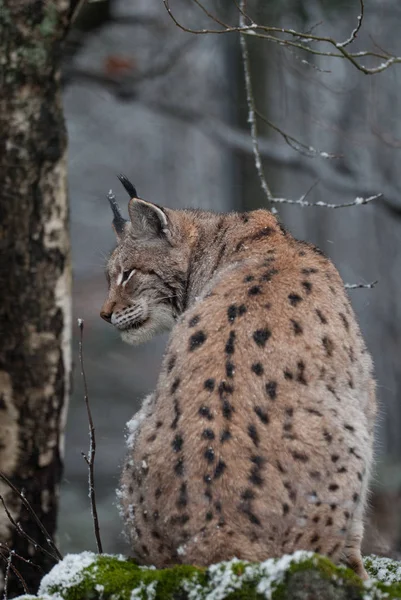 Potret Lynx (kucing hutan). Citra kehidupan liar di Bayerischer Wald National Park. Lynx sedang beristirahat di luar ruangan saat musim dingin . — Stok Foto