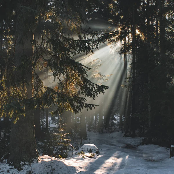 Zonsondergang in het bos tussen de stammen van de bomen in de winterperiode, zonsondergang in een winter forest. — Stockfoto