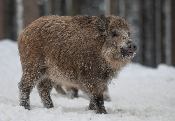 Wild boar walking through winter forest