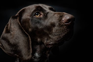 Şirin Alman işaretçi köpek yakın çekim portre, stüdyo vurdu
