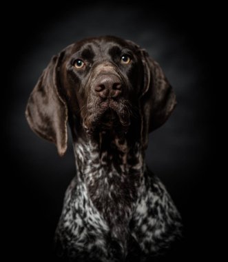 Köpek kameraya bakıyor. Alman işaretçi köpek portre siyah izole. Kapalı köpek portre.