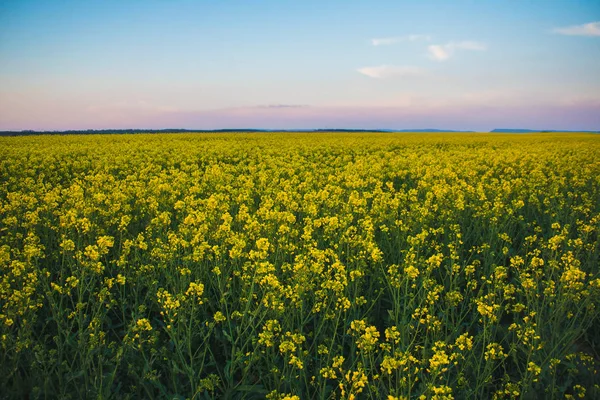 Át a Repce field felhő, naplemente alatt sárga Repce field — Stock Fotó