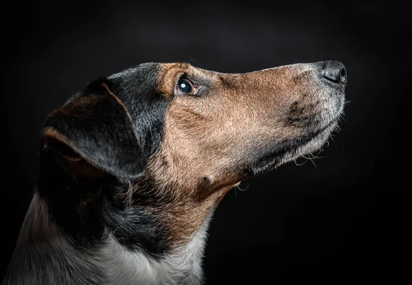 Um cão a olhar para cima. Retrato de cão terrier isolado em preto. Retrato de cão interior . — Fotografia de Stock