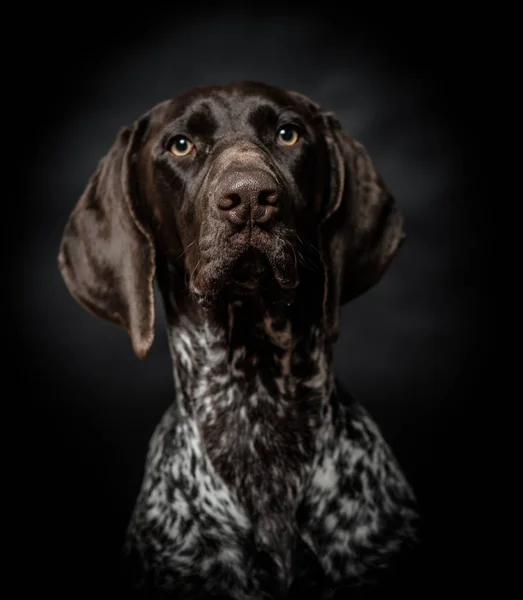 Hund blickt in die Kamera. Deutsches Pointer Dog Portrait isoliert auf schwarz. Hundeporträt in Innenräumen. — Stockfoto