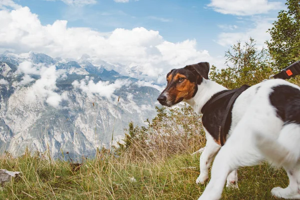 Primer plano del perro terrier en el sendero de alta montaña — Foto de Stock