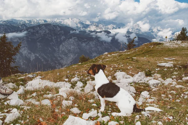 Cão bonito assistindo paisagem — Fotografia de Stock
