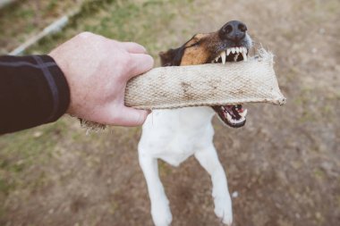 Oynak köpek çiğneme köpek oyuncak