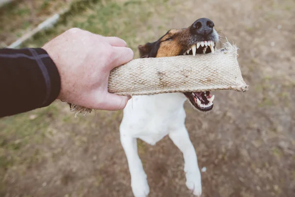 Juguete juguetón perro masticar perro — Foto de Stock