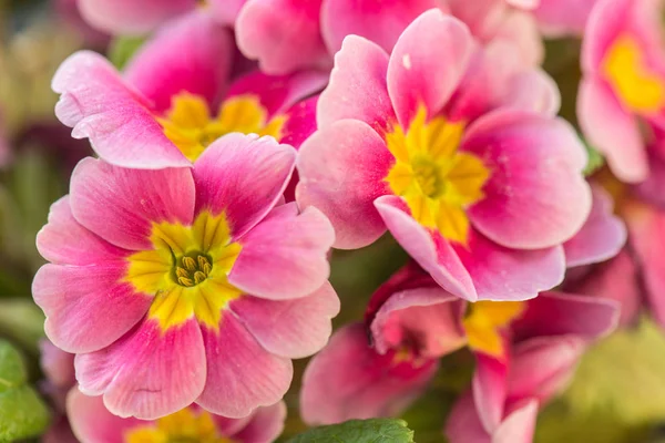 Decorazione del giardino fai da te con fiori rosa — Foto Stock