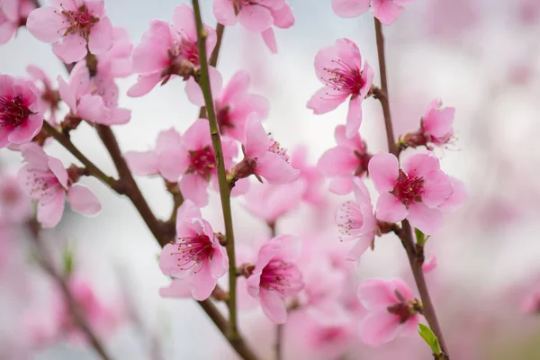 Lente in de tuin. Bloeiende bloemen op boom. — Stockfoto