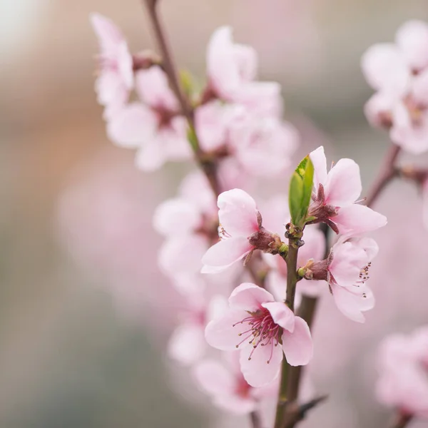 Våren i trädgården. Blommande blommor på träd. — Stockfoto