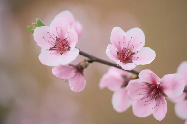 Jaro v zahradě. Rozkvetlé květy na stromě. — Stock fotografie