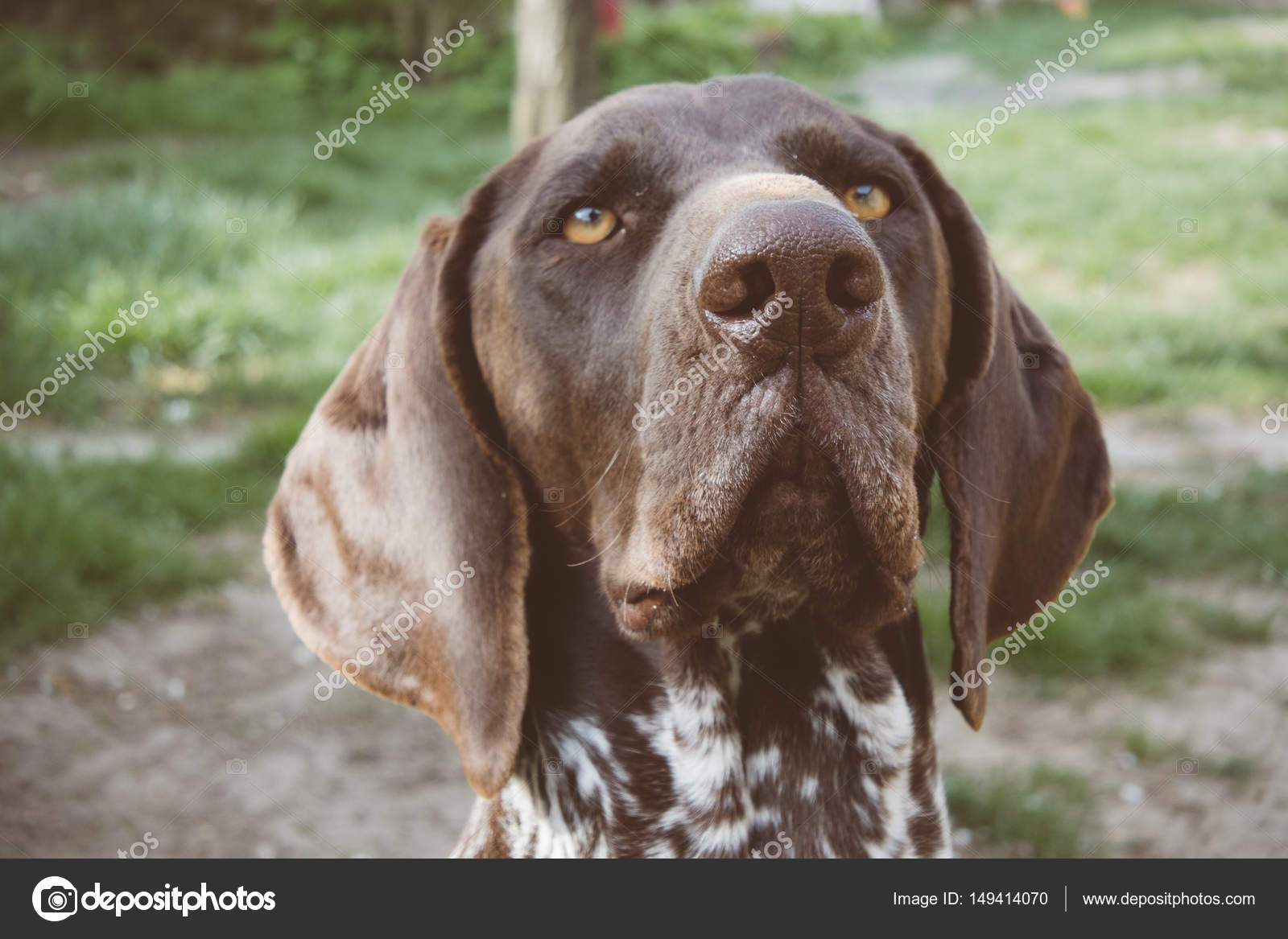 ロイヤリティフリー ポインター 犬 値段 人気のある画像を投稿する ロイヤリティフリー ポインター 犬 値段 人気のある画像を投稿する