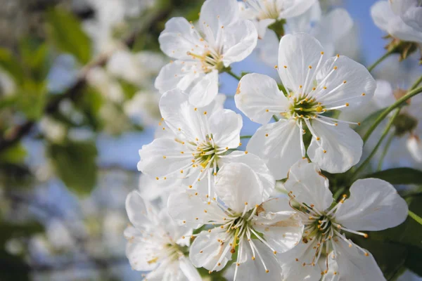 Blühende weiße Blumen im Garten — Stockfoto