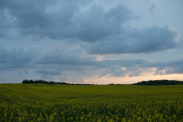 Kolza tohumu alanın üzerinde günbatımı — Stok fotoğraf
