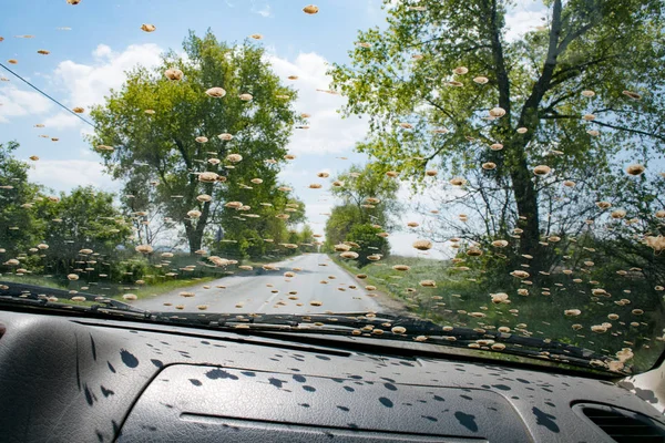 Off road auto vuile voorruit. Binnenaanzicht van de auto. — Stockfoto