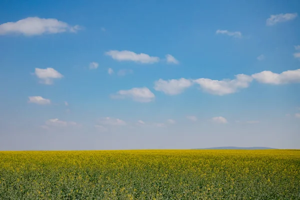 Campo de colza y cielo azul — Foto de Stock