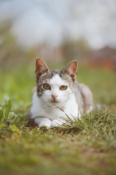 Cute young cat in garden — Stock Photo, Image