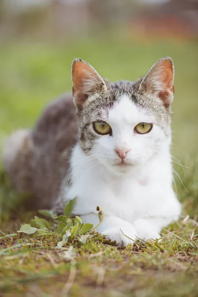 Bonito jovem gato no jardim — Fotografia de Stock