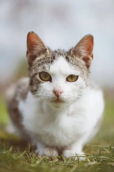 Χαριτωμένο νεαρό γάτα στον κήπο — Φωτογραφία Αρχείου