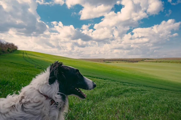 Cão bonito assistindo terra, dia de verão — Fotografia de Stock