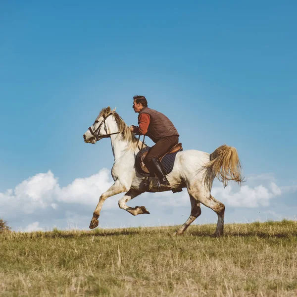 Horse sport, cowboy riding on horse — Stock Photo, Image