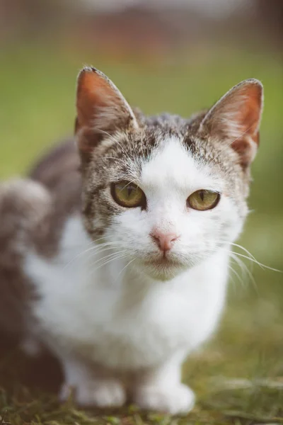 猫的画像，在花园里的可爱猫咪 — 图库照片