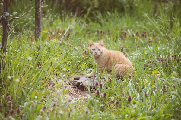 Kedi portre, Bahçe içinde şirin kedi — Stok fotoğraf