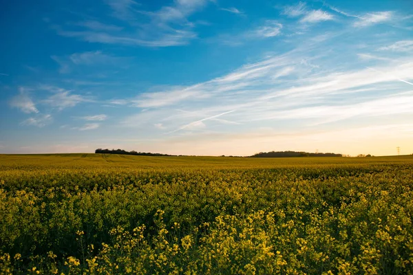 Rapsfeld bei Sonnenuntergang. schöne Landschaft. — Stockfoto