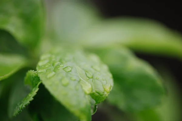 Close up leaves with water drops — Stock Photo, Image