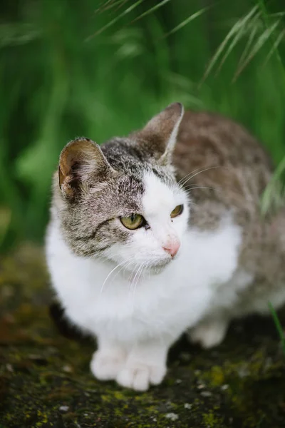 Gato bonito no jardim — Fotografia de Stock