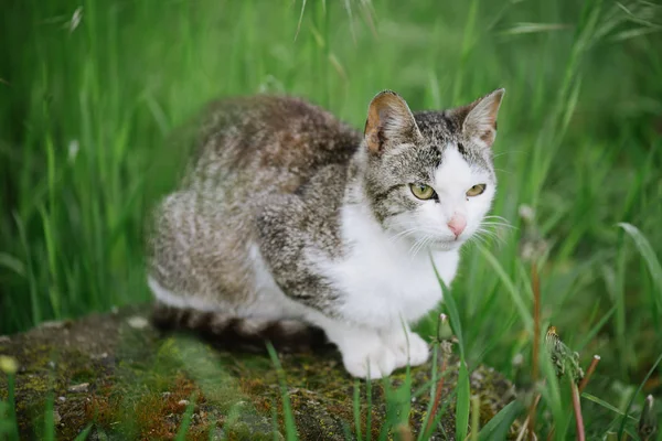 Симпатичная кошка в саду — стоковое фото