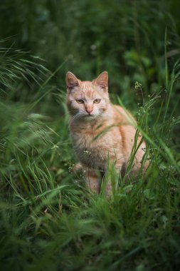 Bahçe içinde güzel kırmızı kedi