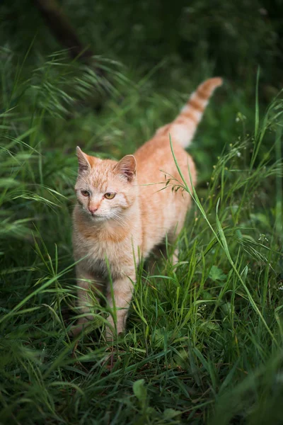 Bahçe içinde güzel kırmızı kedi