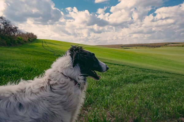 Πορτραίτο σκύλου, σκυλί Μπορζόϊ στο πεδίο — Φωτογραφία Αρχείου