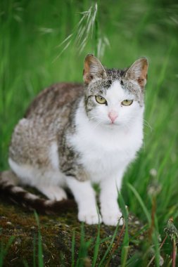 Bahçe içinde kedi. Şirin, genç kedi açık.