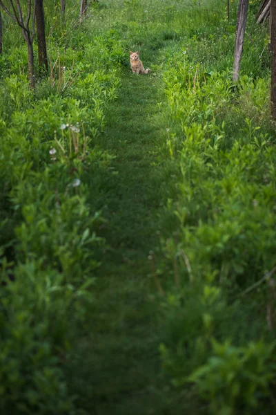 정원에서 고양이입니다. 귀여운, 젊은 고양이 야외. — 스톡 사진