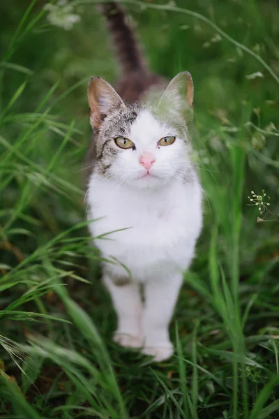 Bahçe içinde kedi. Şirin, genç kedi açık. — Stok fotoğraf