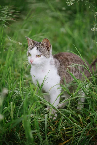 Gato no jardim. Bonito, jovem gato ao ar livre . — Fotografia de Stock