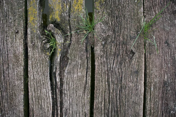 Деревянный фон, натуральные обои — стоковое фото
