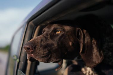 Köpek seyir dışarı-in araba penceresi, şirin Alman işaretçi köpek ailesi ile seyahat